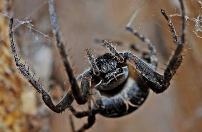 Контрафактные живые елки могут стать виновниками появления в доме пауков и клещей