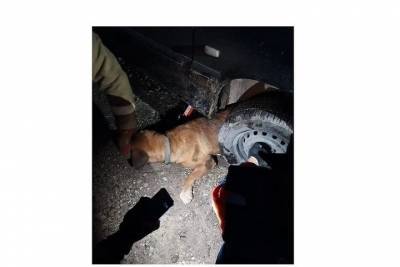 В Новороссийске спасли собаку, попавшую в ДТП