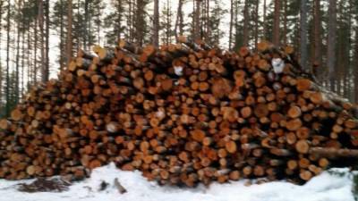 Украинского журналиста жестоко пытали за съемку незаконной вырубки леса