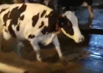 В Рыбновском районе засняли танцующую корову