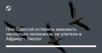 Под Одессой остались зимовать несколько пеликанов, не улетели в Африку – биолог
