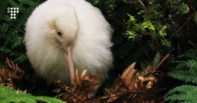 В Новой Зеландии умерла первая белая киви, родившаяся в неволе