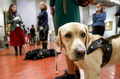 В Госдуму внесли проект о приравнивании собак-помощников к поводырям