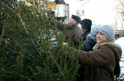 В Госэкоинспекции объяснили, как выявить незаконную продажу новогодних деревьев