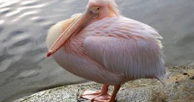 В Одесскую область из-за аномально теплой погоды вернулись розовые пеликаны (фото)