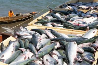 Вылов рыбы в Дагестане вдвое превысил рекорд 2019 года