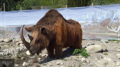Ученые в Сибири нашли останки древнего носорога времен ледникового периода
