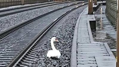 В Германии 23 поезда задержали из-за лебедя, оплакивавшего погибшего спутника