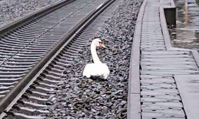 В Германии лебедь, тоскующий по погибшему другу, заблокировал железнодорожные пути
