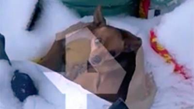 В Екатеринбурге спасли выброшенную на помойку в мороз собаку