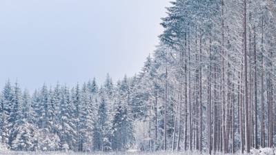 Эксперт по выживанию дал советы, как не потеряться в зимнем лесу