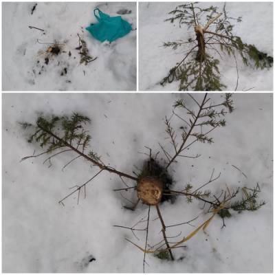 Вандалы в канун Нового года срубили пять елок в Сланцах