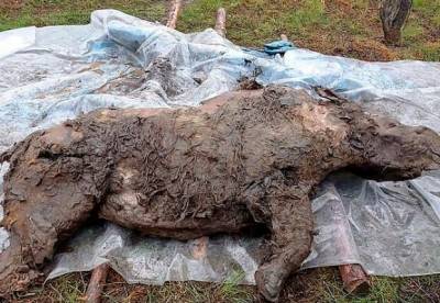 В Сибири нашли "замороженные" останки носорога, жившего 34 тыс. лет назад (фото)