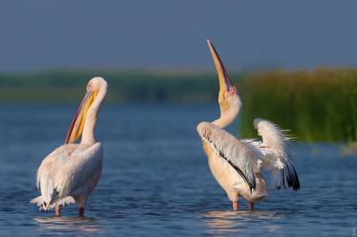 В Одесскую область из-за теплой зимы из Африки вернулись розовые пеликаны