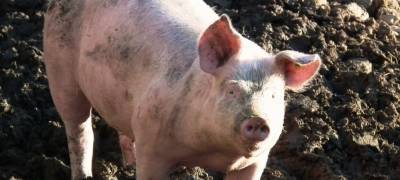 Главе фермерского хозяйства в Карелии придется ответить за гуляющую с коровами свинью