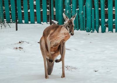 "Рыжик удивлен": В Бердянском зоопарке показали реакцию кенгуру на снег