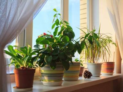 Специалисты рассказали жителям Твери, как ухаживать за комнатными растениями зимой