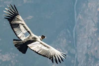 Андийские кондоры летают, но крыльями почти не машут, – учёные
