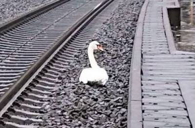 Лебедь остановил десятки поездов: оплакивал свою погибшую подругу. ФОТО