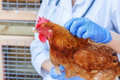 Германия: Птичий грипп становится всё более заразным — может передаваться людям
