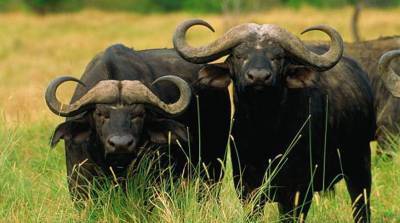 Десятки буйволов дали жесткий отпор львицам, которые искали легкой охоты (Видео)