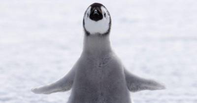 Пингвин под окнами: необычную находку сделала британка после снегопада