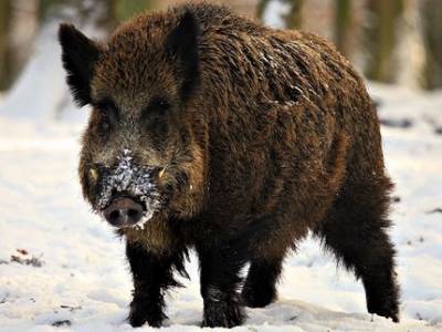Из-за реальной угрозы распространения африканской чумы свиней в Башкирии рекомендовано активнее охотиться на кабанов