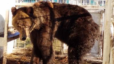 В Башкирии медведь, которого спасли от голода, впал в спячку впервые за 23 года