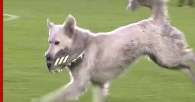 Бродячий пес остановил футбольный матч и нашел хозяина: видео