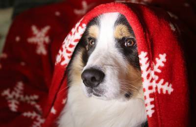 Как уберечь собаку от новогоднего стресса — советы кинолога