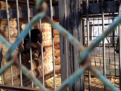 В Башкирии спасённый цирковой медведь Тишка впервые в жизни впал в спячку