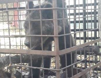 В Башкирии цирковой медведь Тишка впервые за 23 года спал в спячку