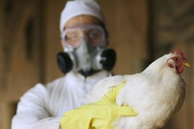 В Николаевской области вспышку птичьего гриппа зафиксировали уже в четырех районах