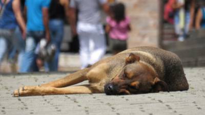 Жители Геленджика заявили о массовом убийстве уличных собак отравой