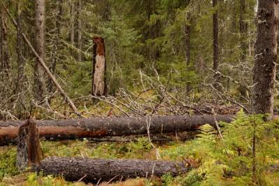 В Черновицкой области браконьера убило упавшей с дерева веткой