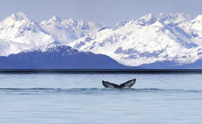 Forbes (США): новый вид гигантского синего кита открыт в Индийском океане благодаря его песне