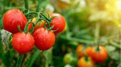 Сладкие помидорки в теплице при любой погоде - 5 секретов урожая