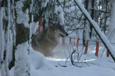 Люди оказались в западне: село Прикарпатья атакуют голодные волки