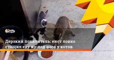 Дерзкий похититель: енот ловко стащил еду из-под носа у котов