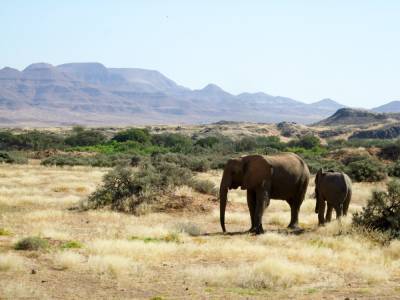 Намибия выставила на продажу 200 диких слонов из-за растущей популяции и засухи