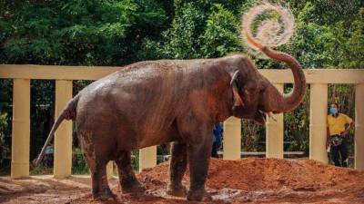 Пакистанского слона в Камбоджу доставили российские пилоты видео