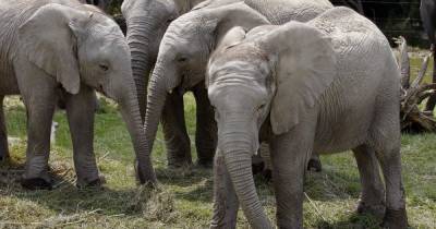 Из-за засухи Намибия выставит на аукцион почти две сотни слонов