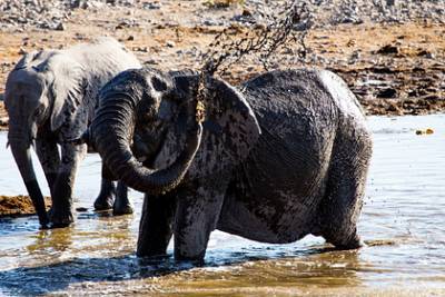 Африканская страна решила устроить распродажу слонов