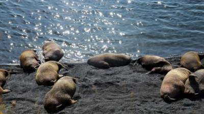 Дурной пример: Российские моржи сильно похудели «вслед за народом»