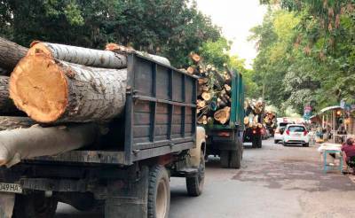 В Узбекистане увеличили штрафы за незаконную рубку деревьев