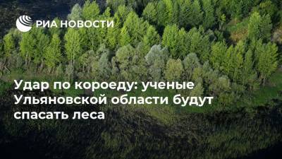 Удар по короеду: ученые Ульяновской области будут спасать леса