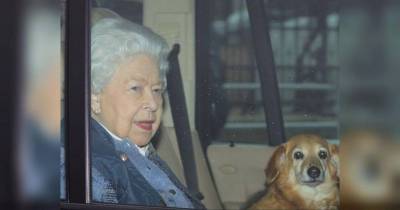 Умерла любимая собака королевы Елизаветы от ее стаи у нее остался только один пес
