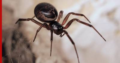 В Европе найдены пауки с клыками, которые переносят опасные инфекции