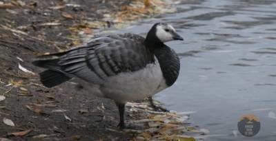 Блогер Глазков снял новый репортаж про дикого гуся, оставшегося зимовать в саду Ивана Фомина