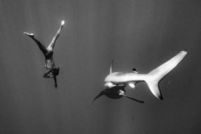 Модель Playboy снялась обнаженной в океане среди акул-людоедов